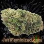 Just Feminized Cherry Pie Auto Smoke Buds Weed Ganja Skunk Dope Pot Images Pics Nuggets