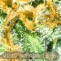 Cherry Pie Auto by Just Feminized THC Content Potency Strength CBD Height Yield Flowering Time Indica Sativa Genetics