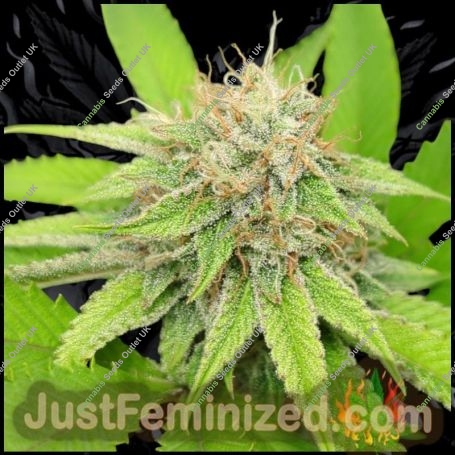 Cherry Pie Marijuana Strain by Just Feminized For Sale Online at Cannabis Seeds Outlet