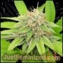 Cherry Pie Marijuana Strain by Just Feminized For Sale Online at Cannabis Seeds Outlet