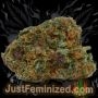 Just Feminized Cherry Pie Smoke Buds Weed Ganja Skunk Dope Pot Images Pics Nuggets