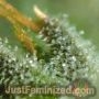 Cherry Pie by Just Feminized THC Content Potency Strength CBD Height Yield Flowering Time Indica Sativa Genetics