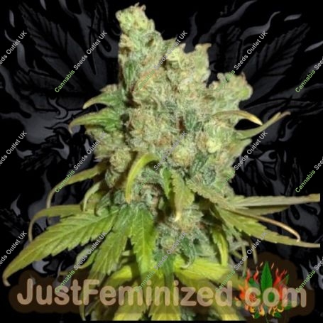 Chocolope Auto Marijuana Strain by Just Feminized For Sale Online at Cannabis Seeds Outlet