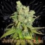 Chocolope Auto Marijuana Strain by Just Feminized For Sale Online at Cannabis Seeds Outlet