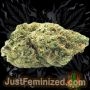 Just Feminized Chocolope Auto Smoke Buds Weed Ganja Skunk Dope Pot Images Pics Nuggets