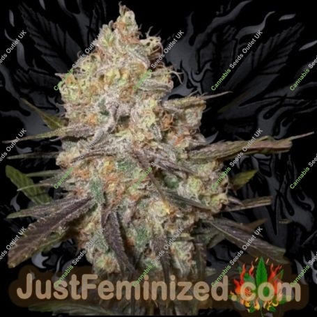 Chocolope Marijuana Strain by Just Feminized For Sale Online at Cannabis Seeds Outlet