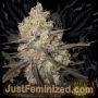 Chocolope Marijuana Strain by Just Feminized For Sale Online at Cannabis Seeds Outlet