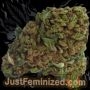 Just Feminized Chocolope Smoke Buds Weed Ganja Skunk Dope Pot Images Pics Nuggets