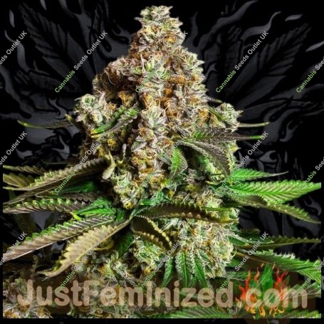 Chocolope Fast V Marijuana Strain by Just Feminized For Sale Online at Cannabis Seeds Outlet