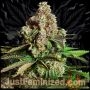 Chocolope Fast V Marijuana Strain by Just Feminized For Sale Online at Cannabis Seeds Outlet