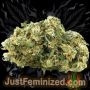 Just Feminized Chocolope Fast V Smoke Buds Weed Ganja Skunk Dope Pot Images Pics Nuggets