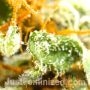 Chocolope Fast V by Just Feminized THC Content Potency Strength CBD Height Yield Flowering Time Indica Sativa Genetics