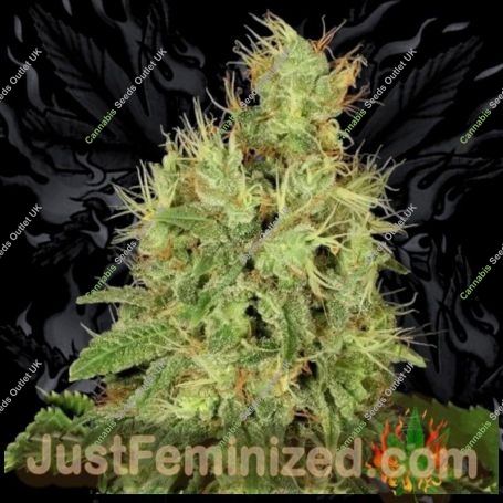 Chronic AK Lights Auto Marijuana Strain by Just Feminized For Sale Online at Cannabis Seeds Outlet