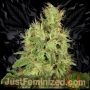 Chronic AK Lights Auto Marijuana Strain by Just Feminized For Sale Online at Cannabis Seeds Outlet