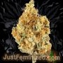 Just Feminized Chronic AK Lights Auto Smoke Buds Weed Ganja Skunk Dope Pot Images Pics Nuggets