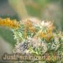 Chronic AK Lights Auto by Just Feminized THC Content Potency Strength CBD Height Yield Flowering Time Indica Sativa Genetics