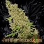 Chronic AK Lights Marijuana Strain by Just Feminized For Sale Online at Cannabis Seeds Outlet