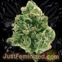 Just Feminized Chronic AK Lights Smoke Buds Weed Ganja Skunk Dope Pot Images Pics Nuggets