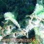 Chronic AK Lights by Just Feminized THC Content Potency Strength CBD Height Yield Flowering Time Indica Sativa Genetics