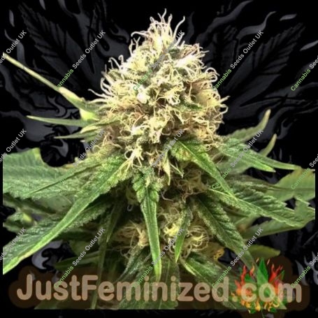 Critical AK47 Auto Marijuana Strain by Just Feminized For Sale Online at Cannabis Seeds Outlet