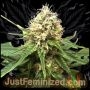 Critical AK47 Auto Marijuana Strain by Just Feminized For Sale Online at Cannabis Seeds Outlet