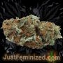 Just Feminized Critical AK47 Auto Smoke Buds Weed Ganja Skunk Dope Pot Images Pics Nuggets