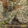 Critical AK47 Auto by Just Feminized THC Content Potency Strength CBD Height Yield Flowering Time Indica Sativa Genetics
