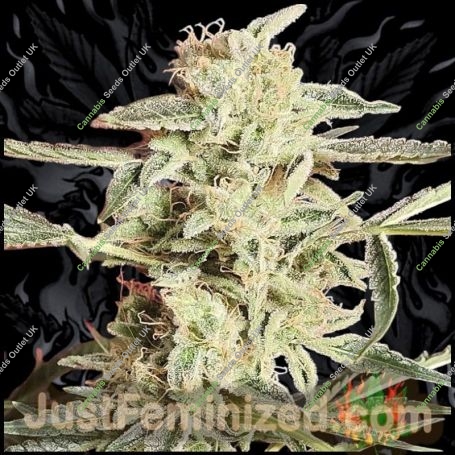 Critical AK47 Marijuana Strain by Just Feminized For Sale Online at Cannabis Seeds Outlet
