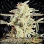 Critical AK47 Marijuana Strain by Just Feminized For Sale Online at Cannabis Seeds Outlet