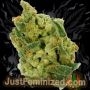 Just Feminized Critical AK47 Smoke Buds Weed Ganja Skunk Dope Pot Images Pics Nuggets