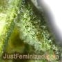 Critical AK47 by Just Feminized THC Content Potency Strength CBD Height Yield Flowering Time Indica Sativa Genetics