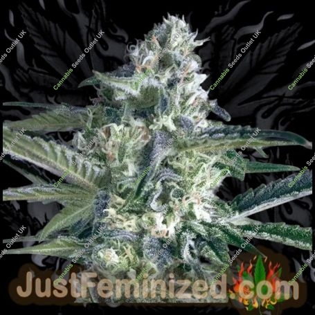 Critical Lemon Fast V Marijuana Strain by Just Feminized For Sale Online at Cannabis Seeds Outlet