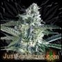 Critical Lemon Fast V Marijuana Strain by Just Feminized For Sale Online at Cannabis Seeds Outlet