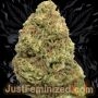 Just Feminized Critical Lemon Fast V Smoke Buds Weed Ganja Skunk Dope Pot Images Pics Nuggets