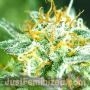 Critical Lemon Fast V by Just Feminized THC Content Potency Strength CBD Height Yield Flowering Time Indica Sativa Genetics