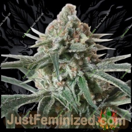 Critical Mass Marijuana Strain by Just Feminized For Sale Online at Cannabis Seeds Outlet