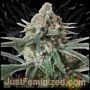 Critical Mass Marijuana Strain by Just Feminized For Sale Online at Cannabis Seeds Outlet