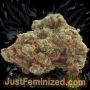 Just Feminized Critical Mass Smoke Buds Weed Ganja Skunk Dope Pot Images Pics Nuggets