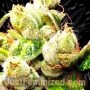 Critical Mass by Just Feminized THC Content Potency Strength CBD Height Yield Flowering Time Indica Sativa Genetics