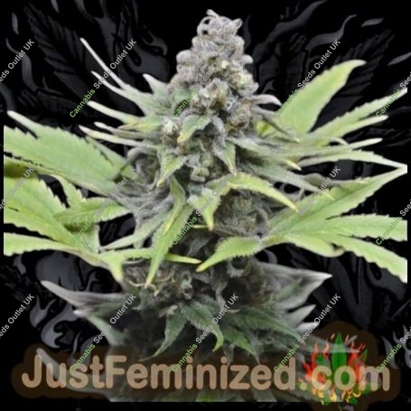Critical Mass CBD Auto Marijuana Strain by Just Feminized For Sale Online at Cannabis Seeds Outlet