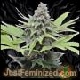 Critical Mass CBD Auto Marijuana Strain by Just Feminized For Sale Online at Cannabis Seeds Outlet