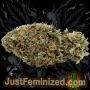 Just Feminized Critical Mass CBD Auto Smoke Buds Weed Ganja Skunk Dope Pot Images Pics Nuggets