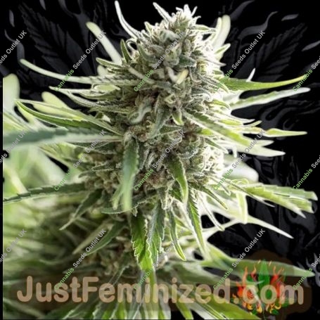 Critical Mass CBD Marijuana Strain by Just Feminized For Sale Online at Cannabis Seeds Outlet