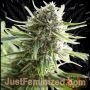 Critical Mass CBD Marijuana Strain by Just Feminized For Sale Online at Cannabis Seeds Outlet