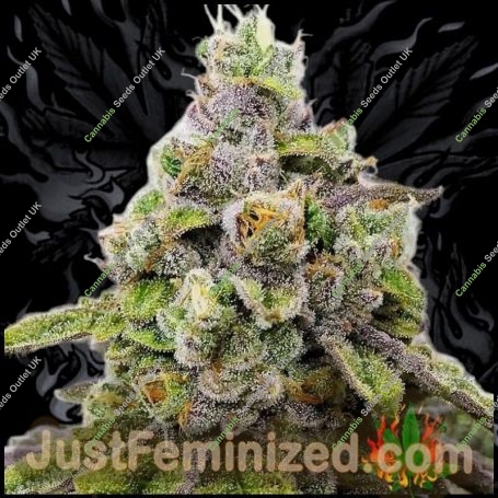 Do Si Dos Marijuana Strain by Just Feminized For Sale Online at Cannabis Seeds Outlet
