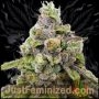 Do Si Dos Marijuana Strain by Just Feminized For Sale Online at Cannabis Seeds Outlet