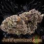 Just Feminized Do Si Dos Smoke Buds Weed Ganja Skunk Dope Pot Images Pics Nuggets