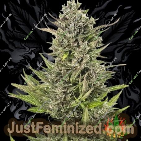 Double Big Bud Auto Marijuana Strain by Just Feminized For Sale Online at Cannabis Seeds Outlet