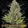 Double Big Bud Auto Marijuana Strain by Just Feminized For Sale Online at Cannabis Seeds Outlet
