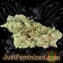 Just Feminized Double Big Bud Auto Smoke Buds Weed Ganja Skunk Dope Pot Images Pics Nuggets